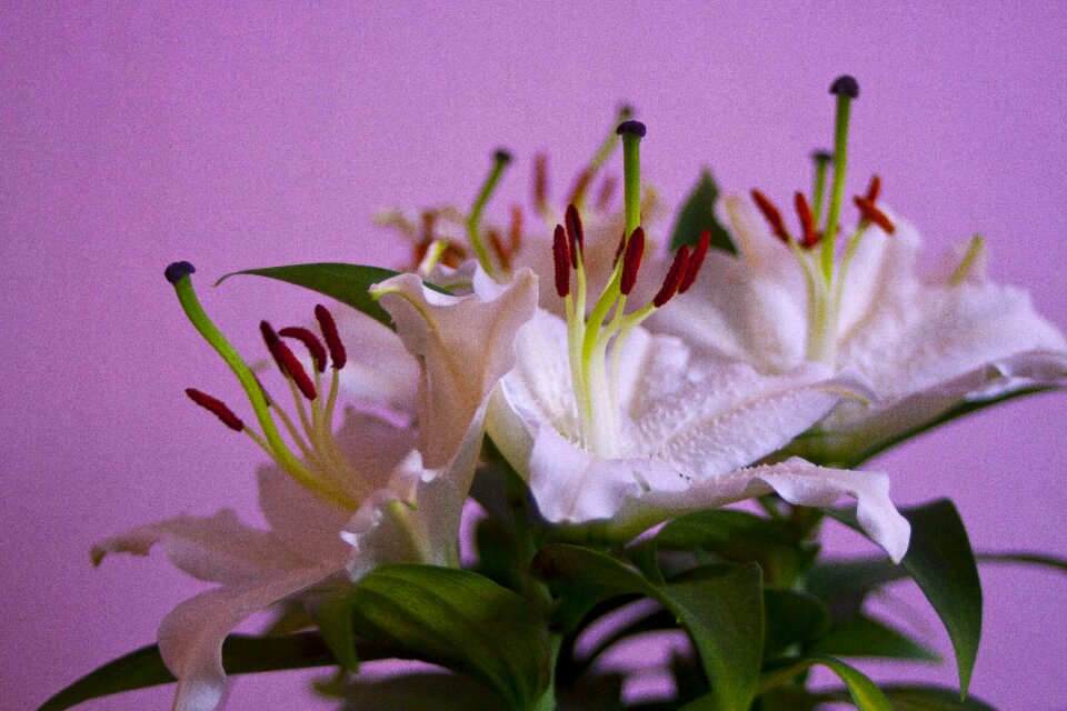 Floral leaf garden