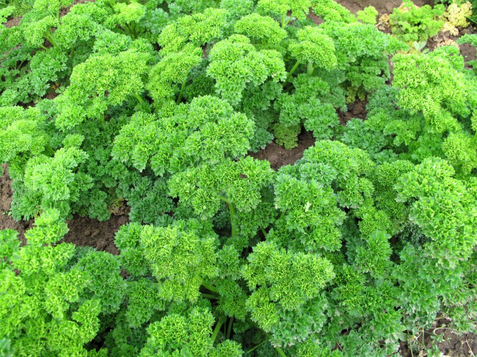 Salad nutrition red