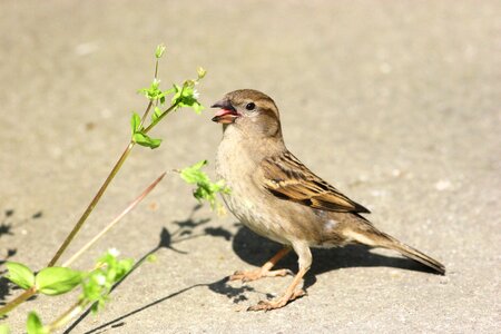 Outdoors animal sparrow photo