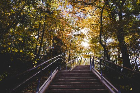 Trees plant nature
