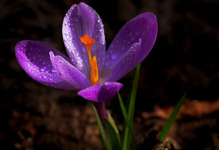Flower spring saffron photo