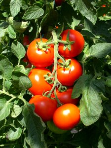 Vegetables salad nutrition
