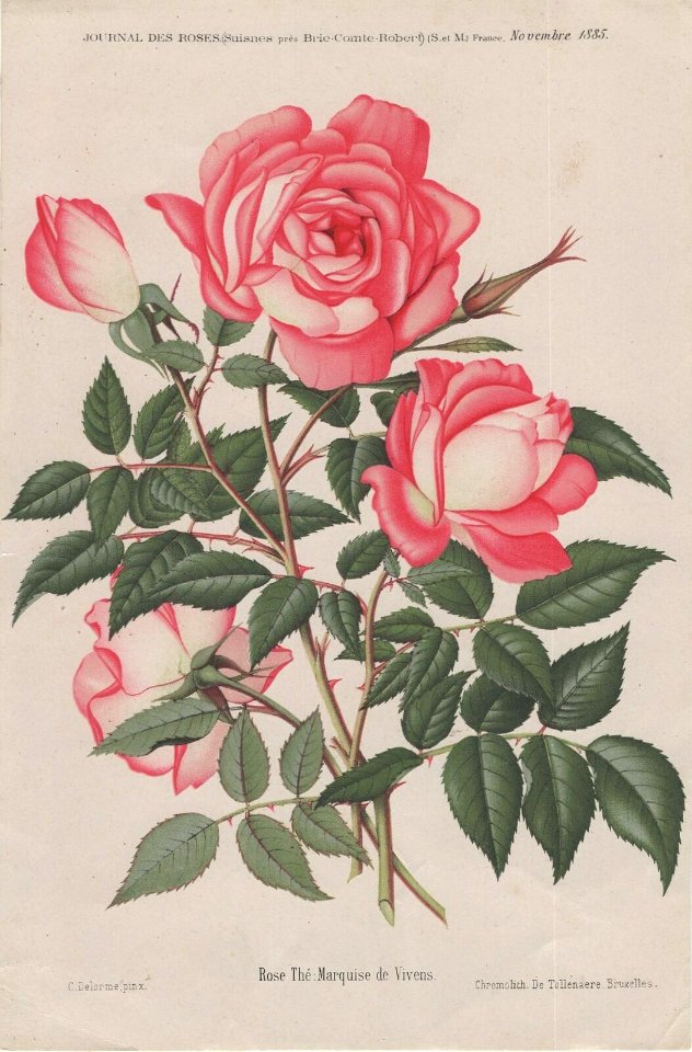 Marquise de Vivens