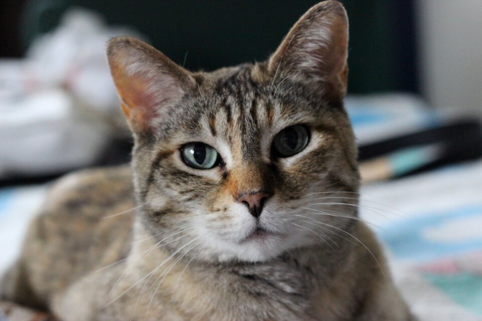 Animal feline fluffy