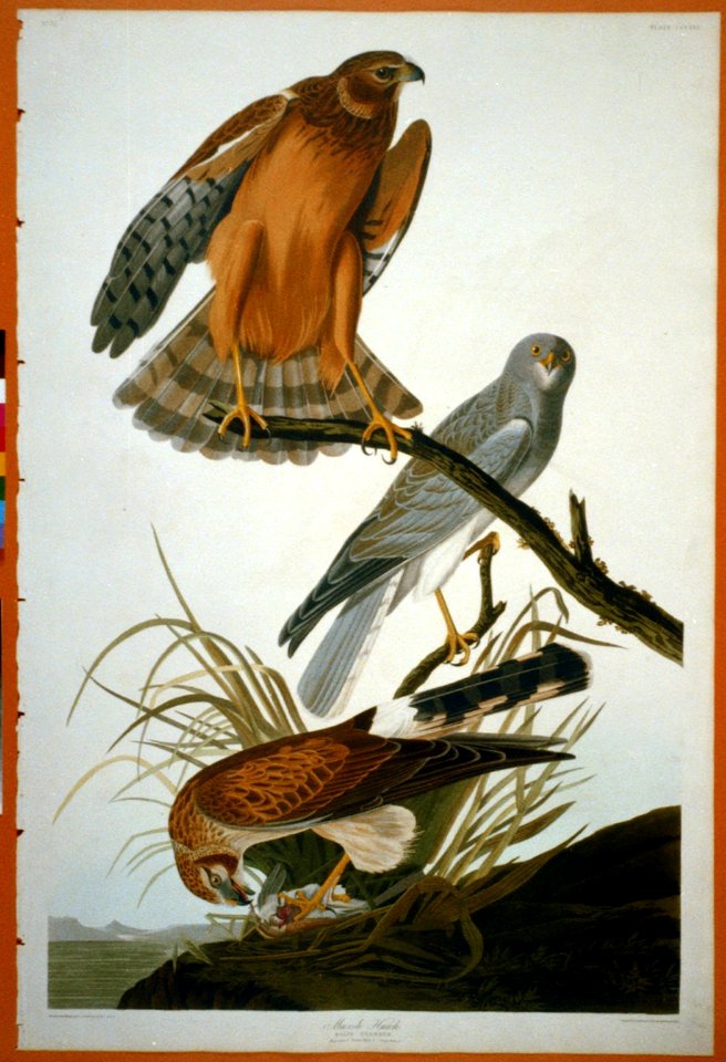Marsh Hawk LCCN2002718984