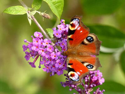 Peacock butterflies buddleja davidii photo