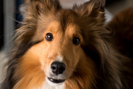 Shetland cute collie