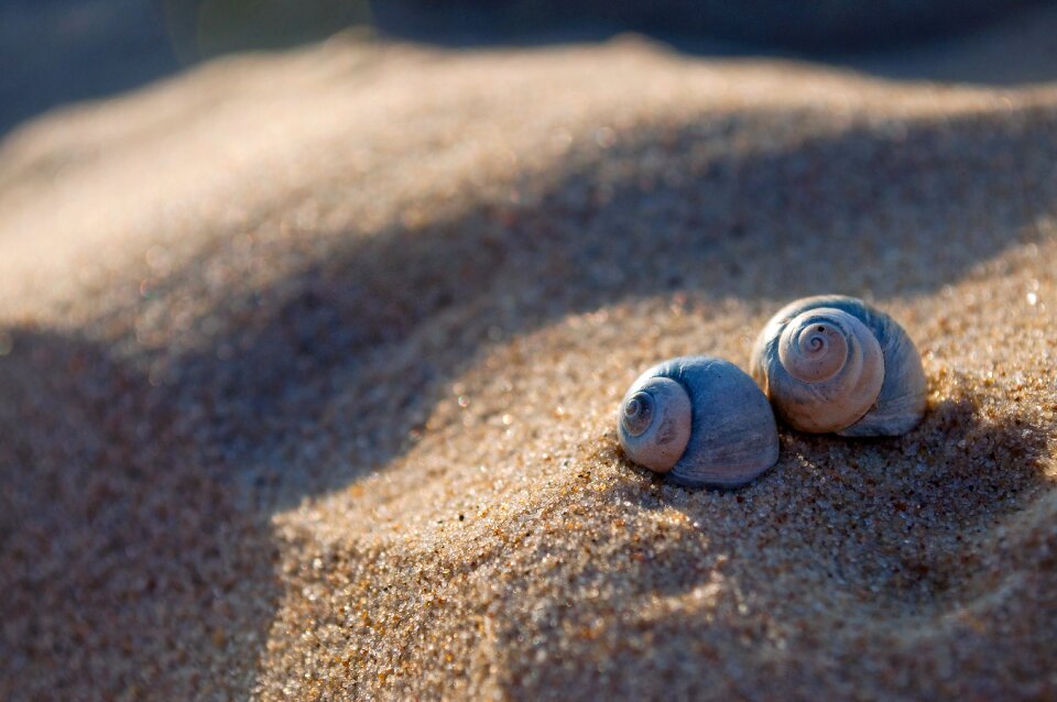 Beach the coast seashell
