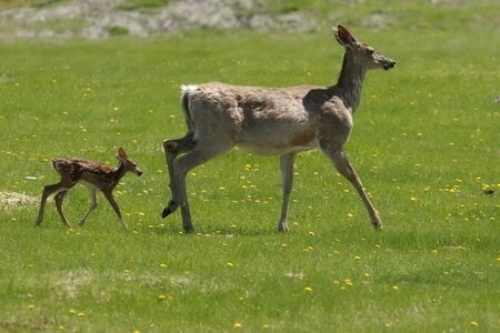 White-tailed deer animal fauna photo