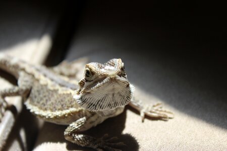 Reptile dragon brown