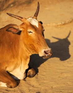 Mammal nature livestock