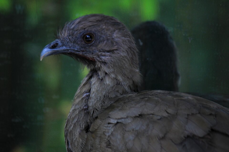 Bird wings animals
