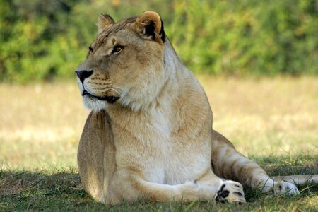 Mammal lion nature