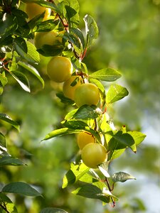 Prunus domestica var syriaca yellow