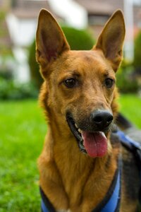 Dog nature portrait photo