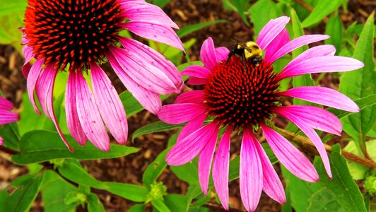 Echinacea pink bee photo