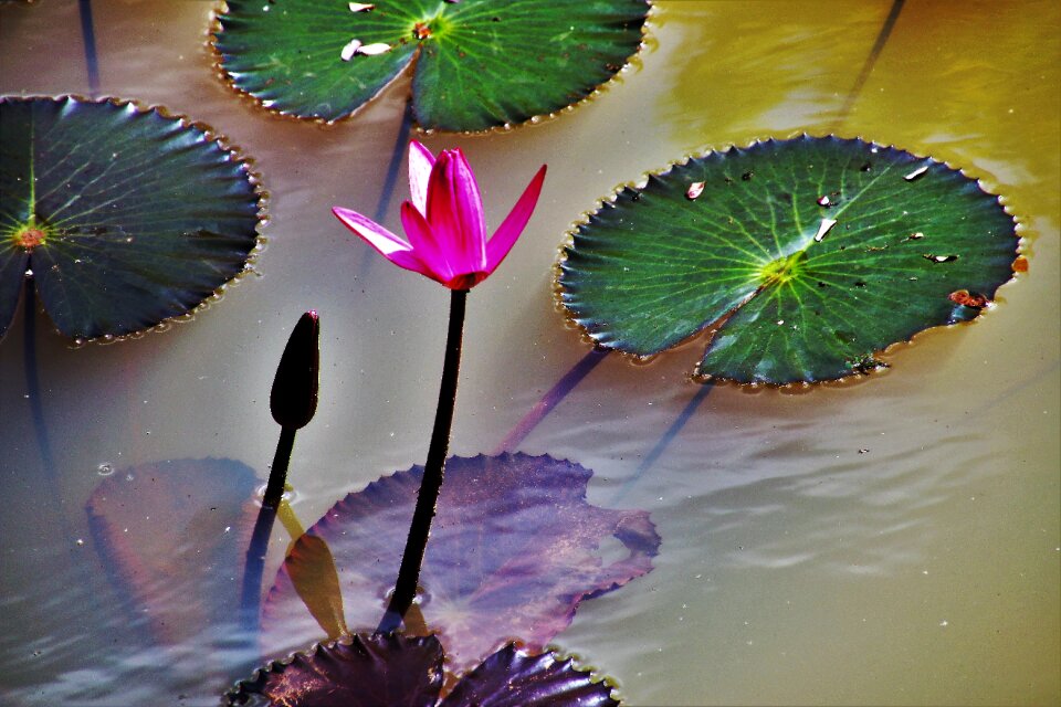Magenta nature exotic