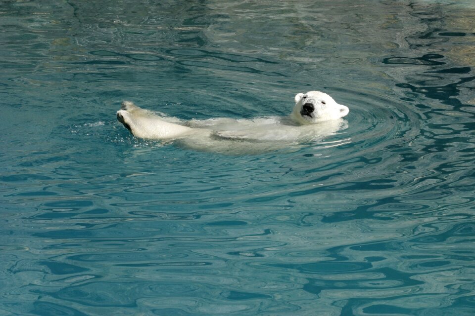 Sea ocean swim