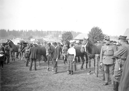 Marktbild vom Marché-Concours des Chevaux - CH-BAR - 3239963