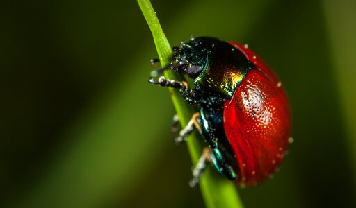 Beetle living nature macro