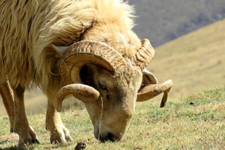 Animal big horn