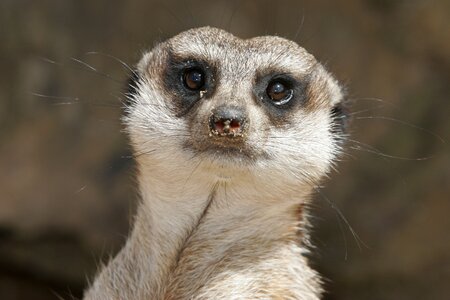 Nature cute mammal
