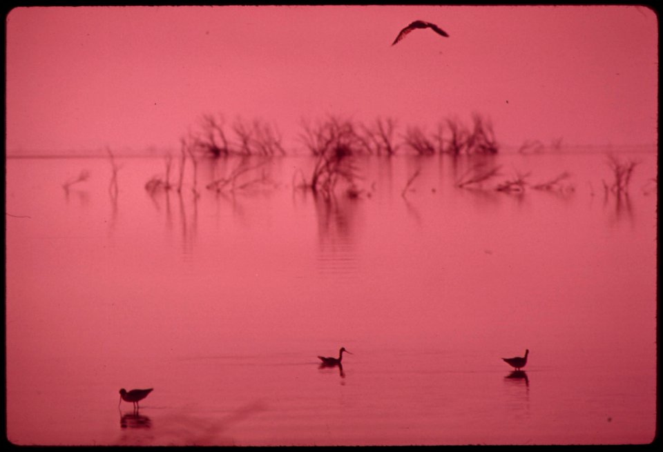 Marshland-and-migratory-birds-at-lake-havasu-national-wild-life-refuge-which-is-about-equally-divided-between-california-and-arizona-the-lake-is-fed-by-the-colorado-river-may-1972 6990310668 o