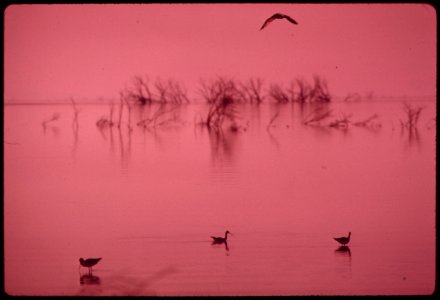Marshland-and-migratory-birds-at-lake-havasu-national-wild-life-refuge-which-is-about-equally-divided-between-california-and-arizona-the-lake-is-fed-by-the-colorado-river-may-1972 6990310668 o