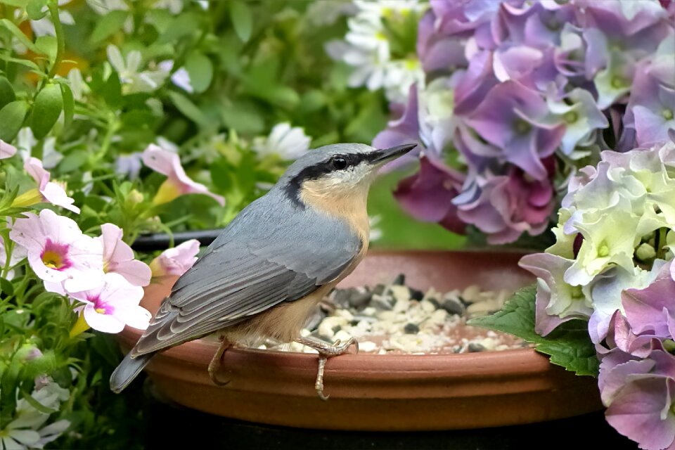 Foraging garden summer