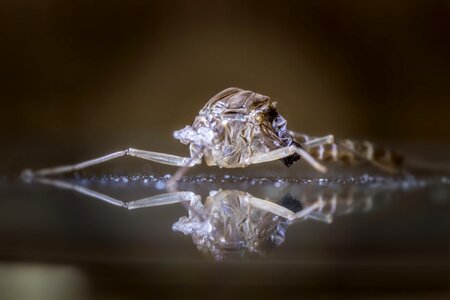 Cocoon insect macro