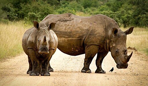 Horn endangered big 5 photo