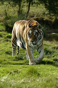 Animal nature carnivore