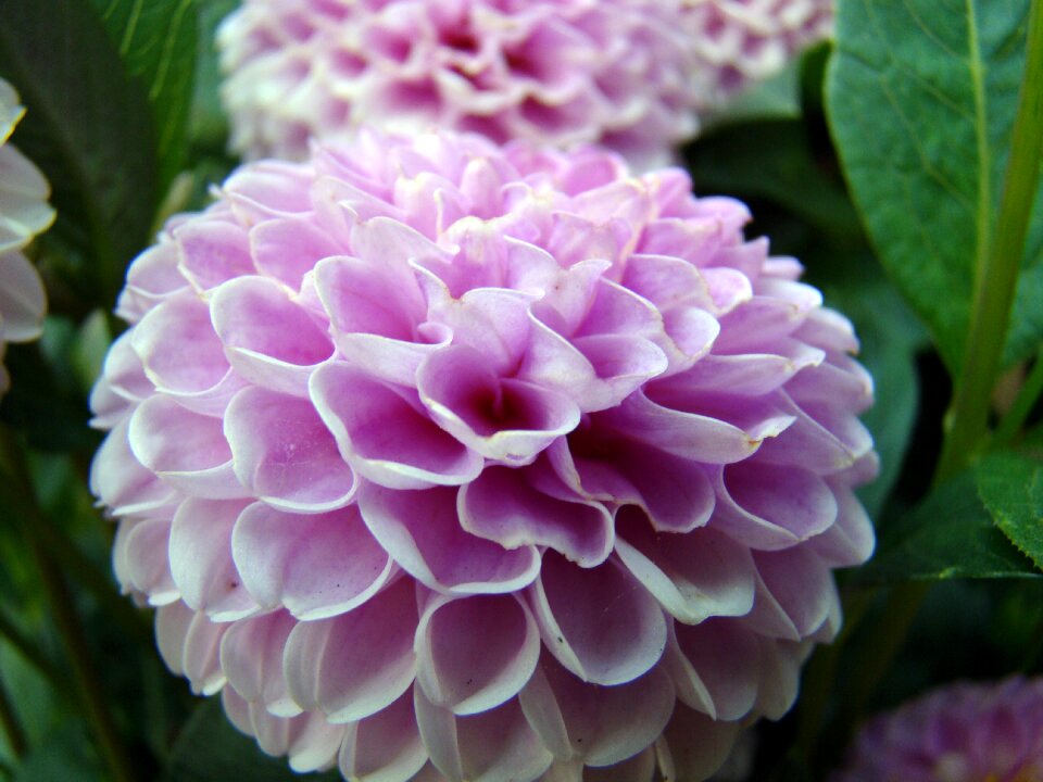Violet purple flowers blooming