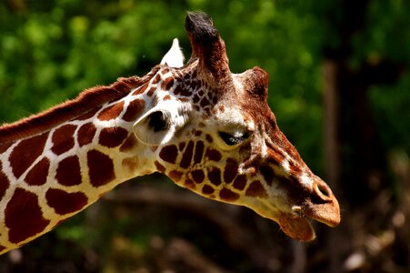 Animal animal portrait tierpark hellabrunn photo