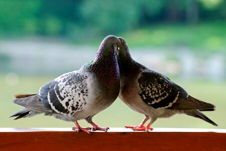 Birds pen nature