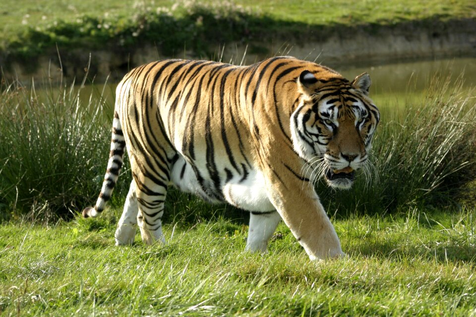 Mammal cat lawn