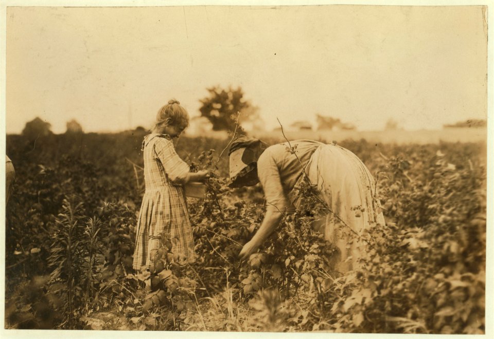 Mary , a Polish girl and her mother, picking berries on Bottomley Farm, Rock Creek, near Baltimore, Md. In the winter they go to Dunbar, La., for oyster shucking. LOC nclc.05420