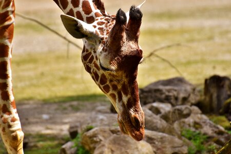 Animal animal portrait tierpark hellabrunn photo