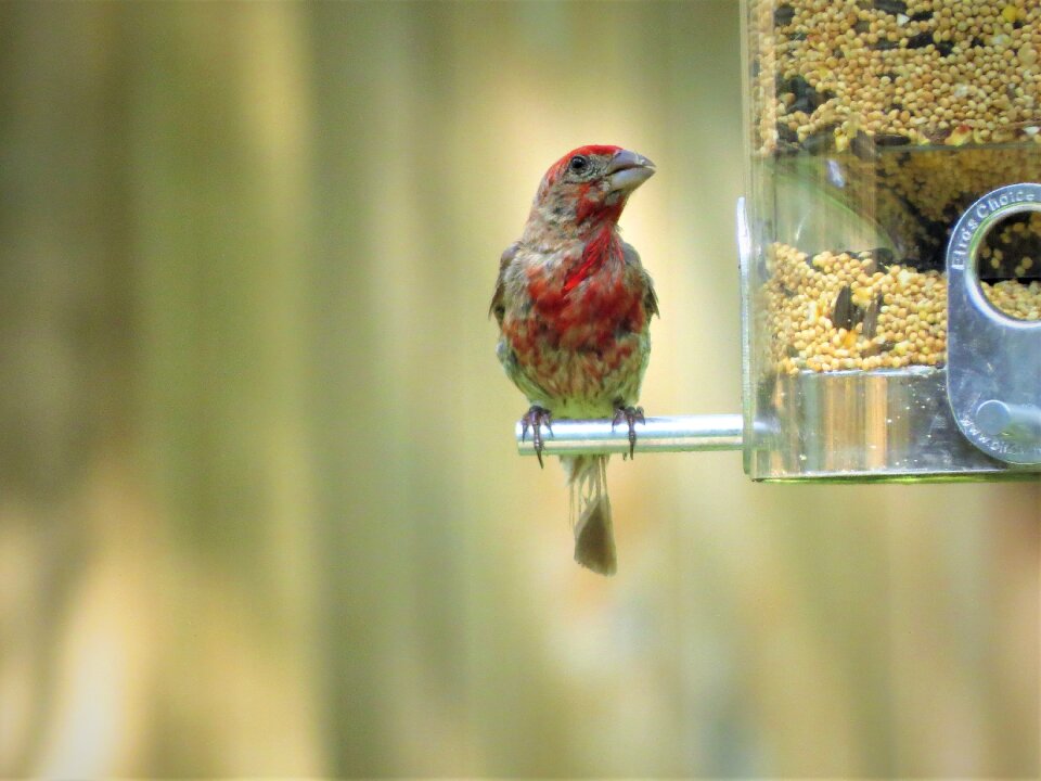 Young colorful wildlife