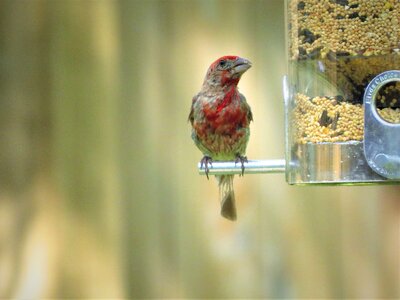 Young colorful wildlife