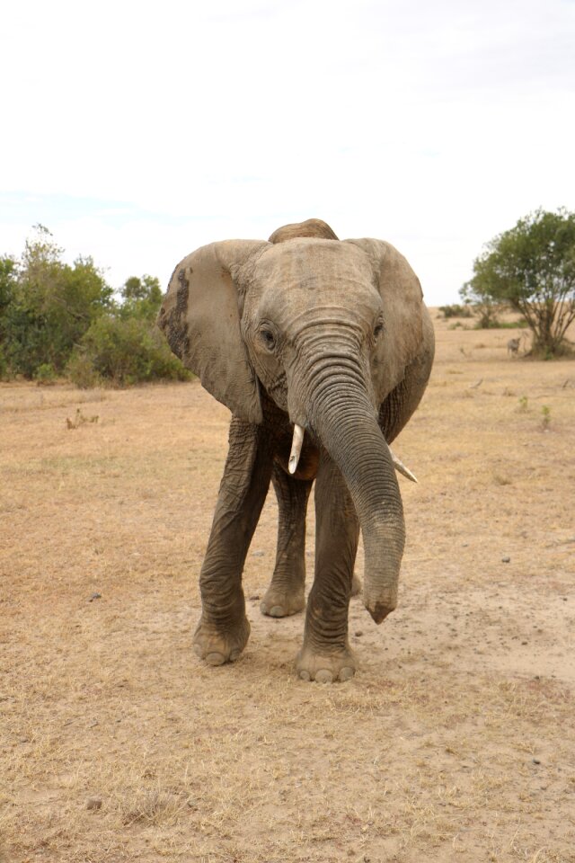 Wildlife animal safari