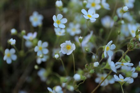 The scenery flower realism