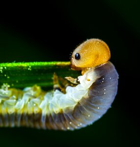Sawfly longueira macro