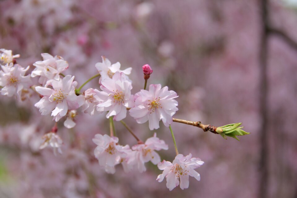 Cherry season blooming