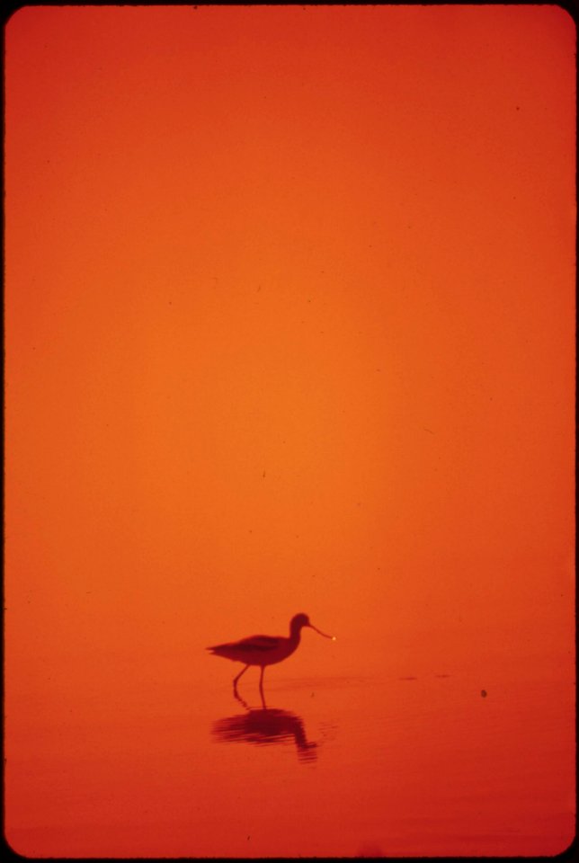 Marshland-fowl-at-the-salton-sea-national-wildlife-refuge-may-1972 7136489459 o
