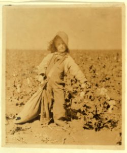 Mart Payne, 5 years old, picks from10 to 20 pounds a day. Mother said- 'Mart, he haint old nuff to go to school much, but he kin pick his 20 pounds a day. Mostly 10 or 15 pounds.' See 4560. LOC cph.3a20269