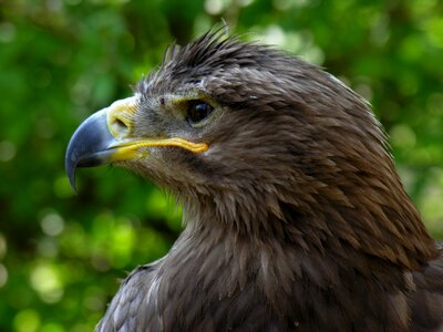 Nature animal beak photo