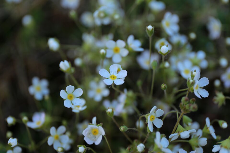 The scenery flower realism