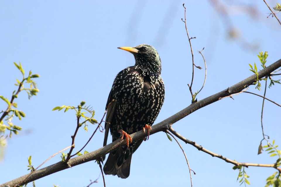 Starling animal branch