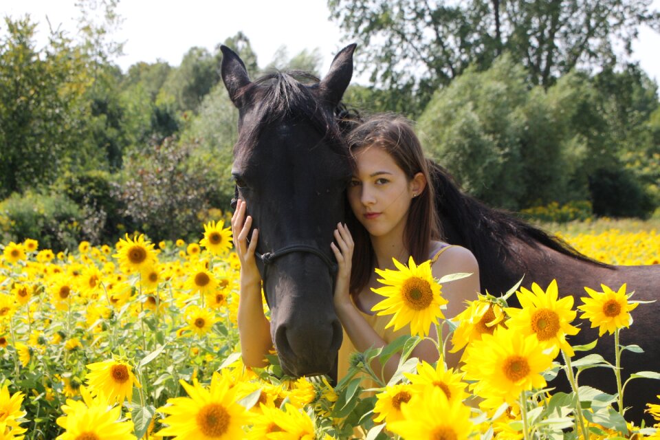Nature portrait sunflower